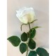 Květ bílá růže -50%