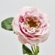 Květ růže Rex -50%