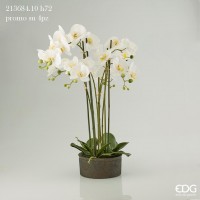 Květina - orchidej v květináči